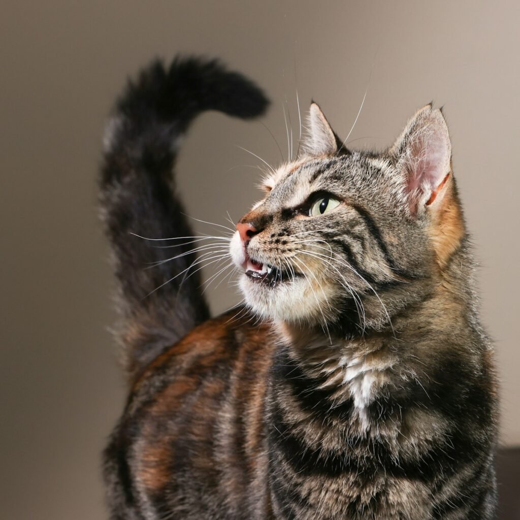 Beyond Sound: What Your Cat's Body Is Saying at the Same Time