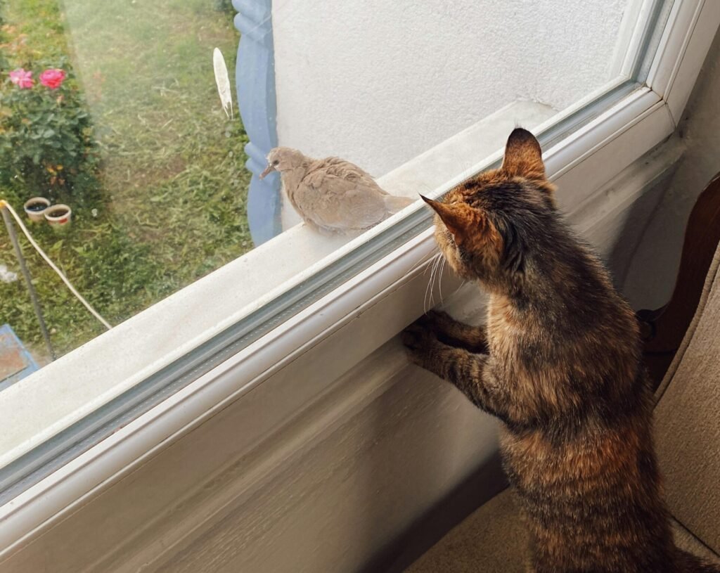 The Bird Show Is the Crown Jewel of Cat Entertainment