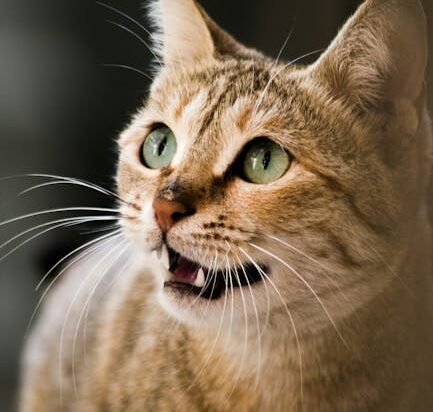 The Adrenaline Rush: When Excitement Overflows 