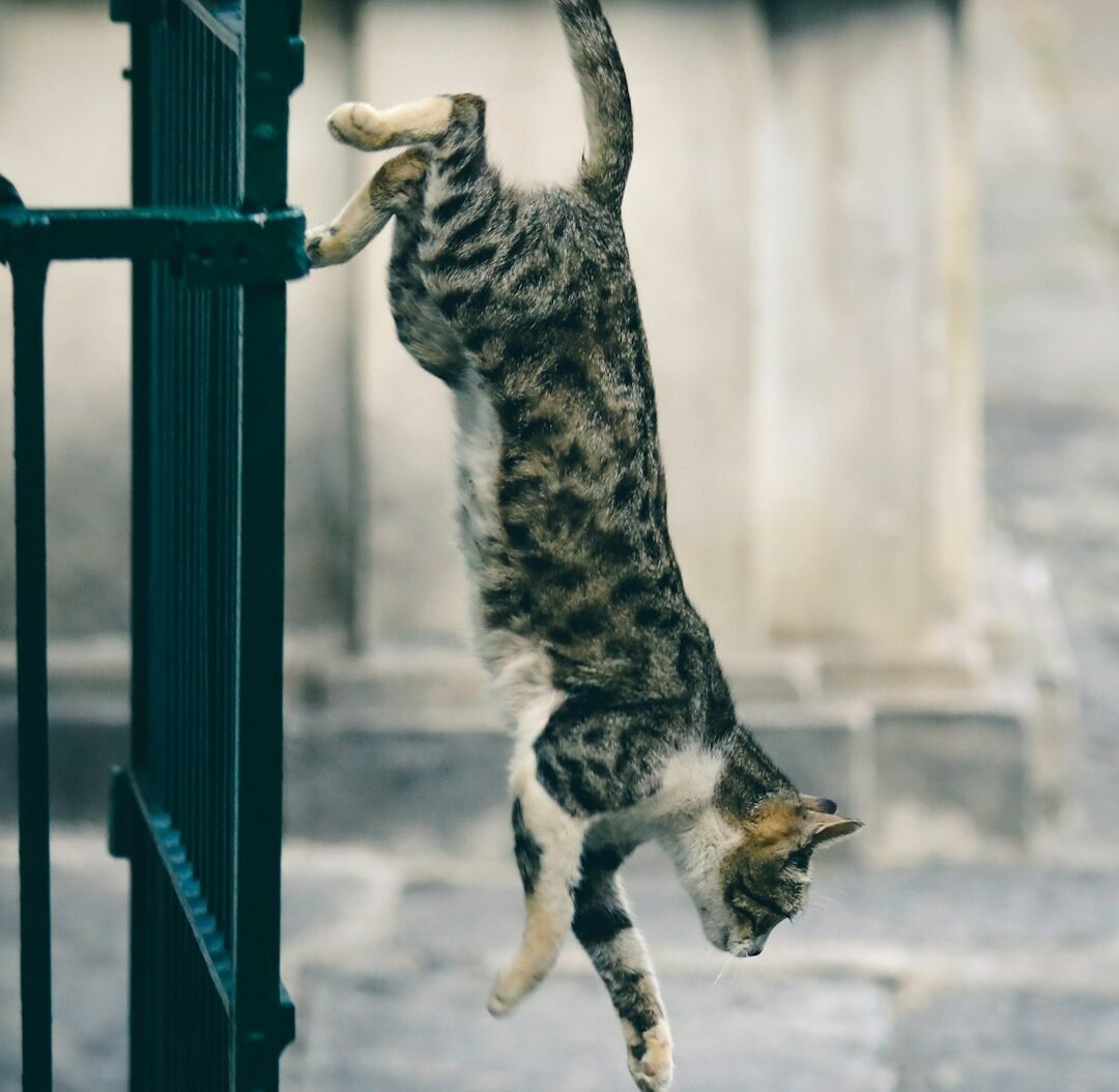 What the Righting Reflex Actually Is