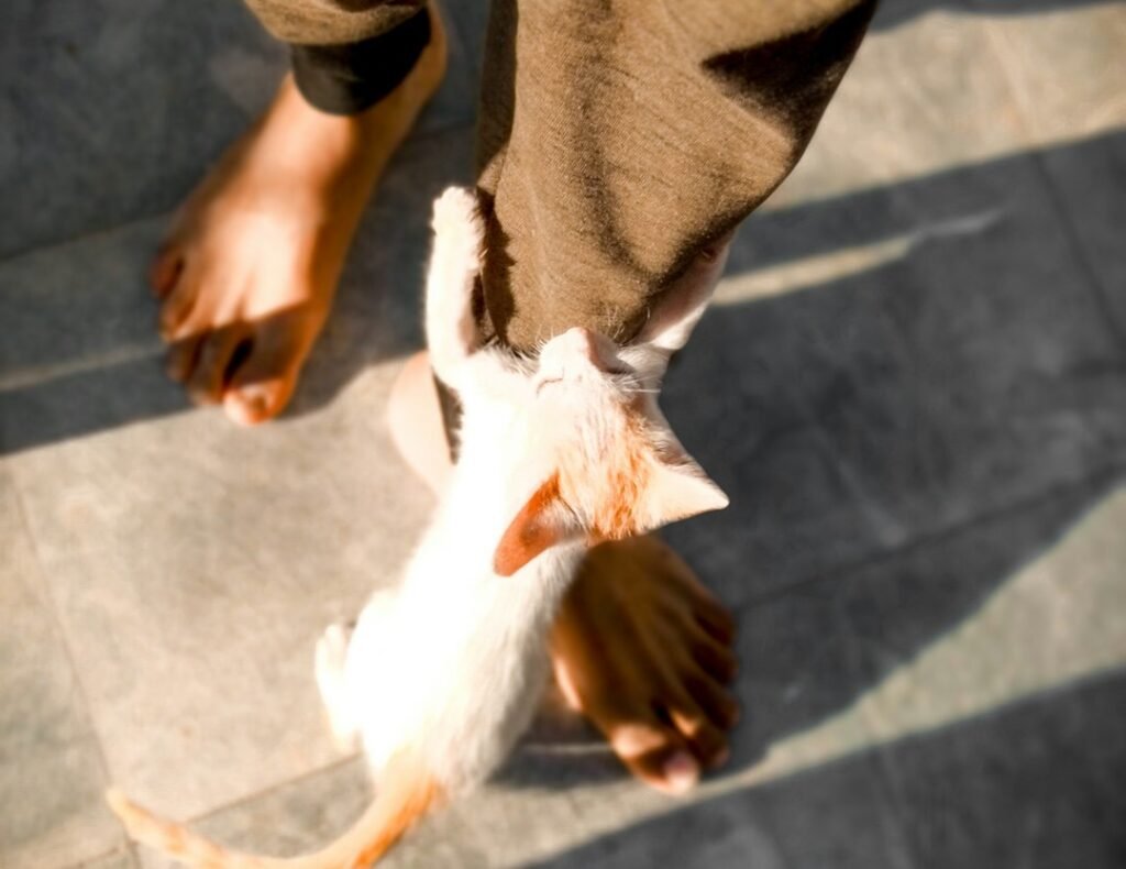 The Prey Drive: Why Movement Is Irresistible 