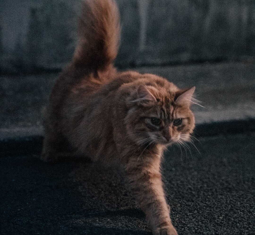 When the Zoomies Could Signal Something Else