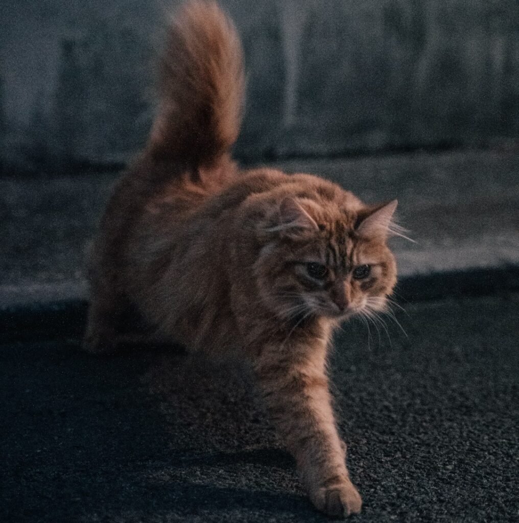 Why Nighttime Triggers the Chaos