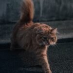 Is Your Cat's Night-Time Zoomies a Sign of Joy or Something Else?