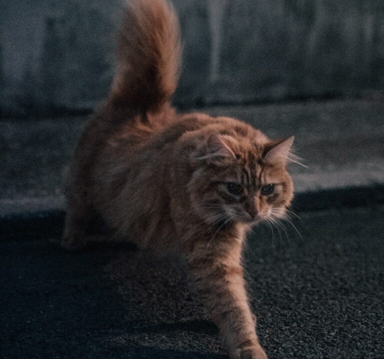 Is Your Cat's Night-Time Zoomies a Sign of Joy or Something Else?