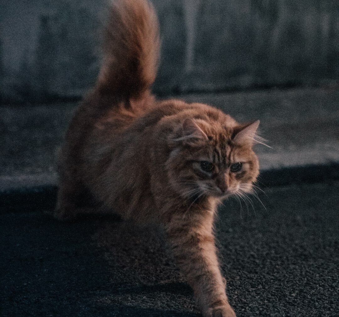 Is Your Cat's Night-Time Zoomies a Sign of Joy or Something Else?