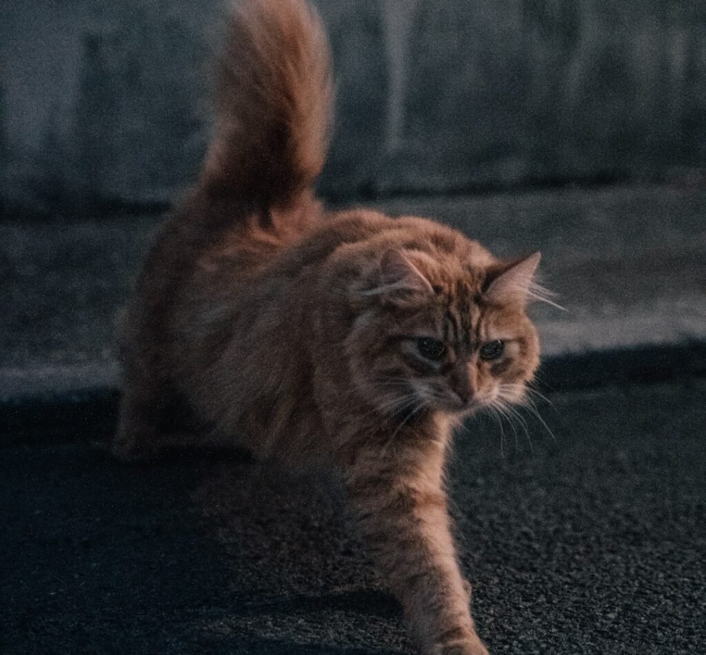 When to Take Zoomies Seriously