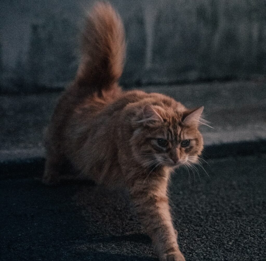 Why Your Cat Goes Absolutely Wild at Dawn and Dusk 