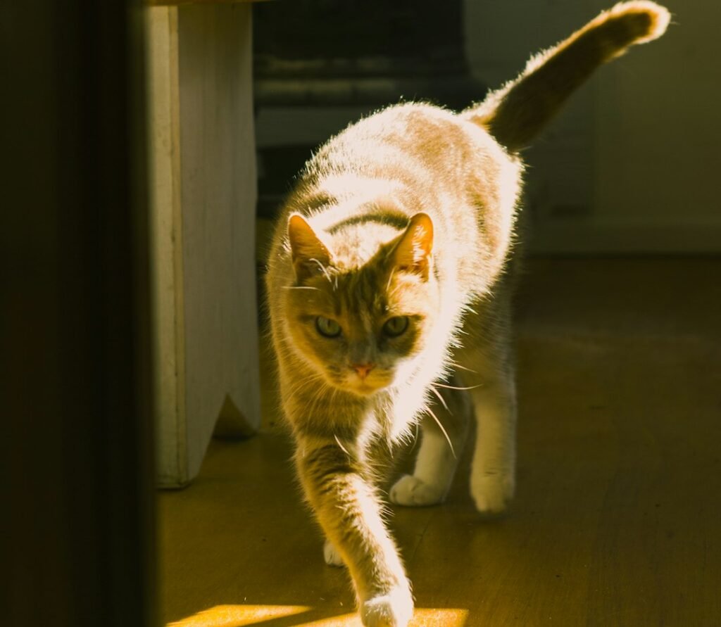 Stress and Anxiety Can Also Trigger the Midnight Sprint 