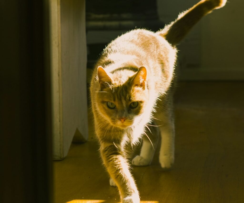 The Endorphin Rush Your Cat Is Actually Chasing