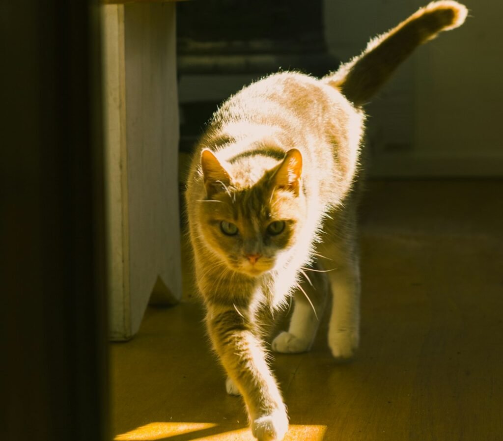 Social Signals Hidden in the Sprint