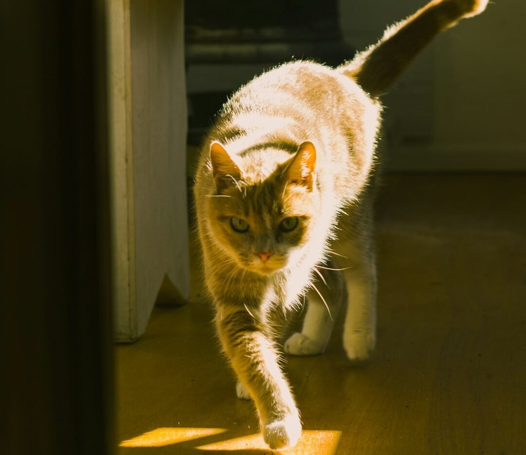 Conclusion: Let Them Run