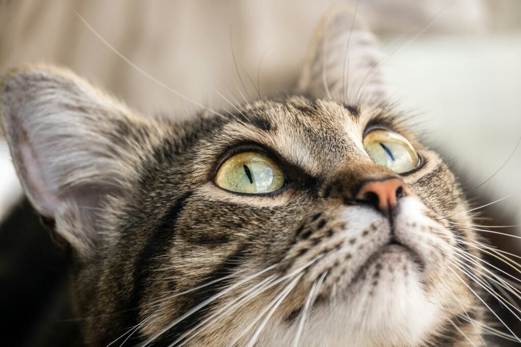 The Role of Facial Scent Glands