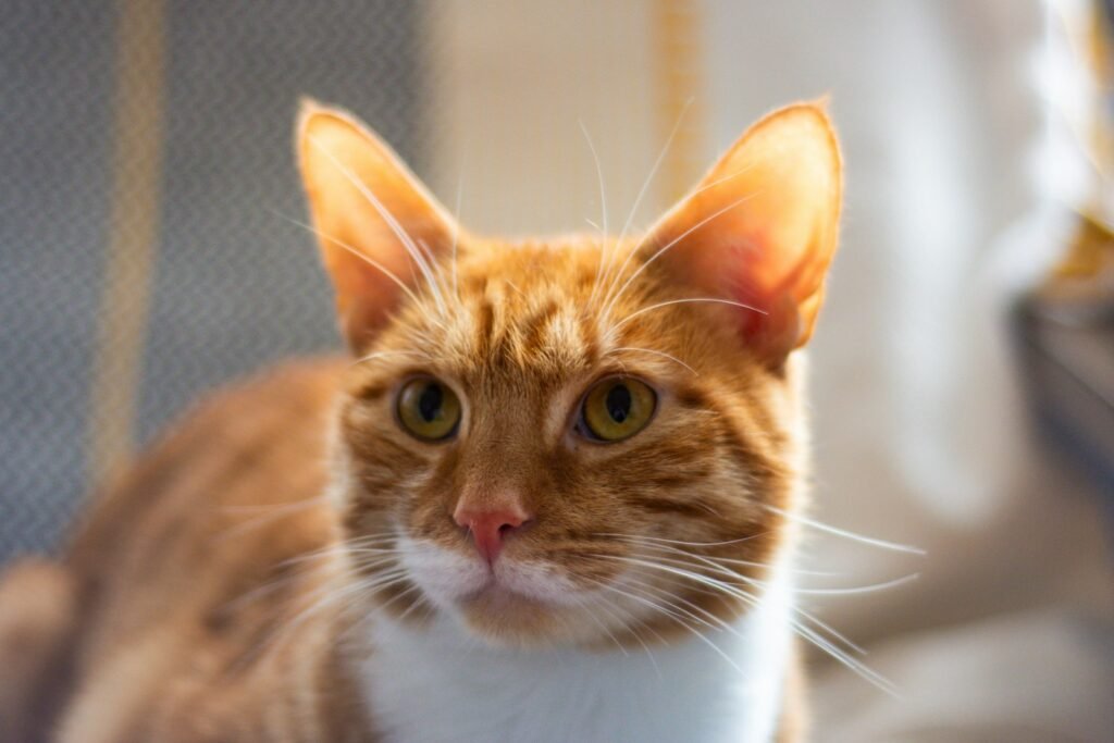 Your Cat Uses Sound Cues to Track Your Routine