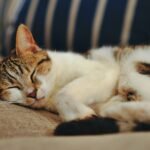 Your Cat's Favorite Napping Spots Reveal Their True Feelings About Home