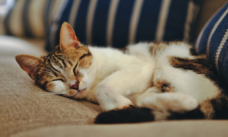 Your Cat's Favorite Napping Spots Reveal Their True Feelings About Home
