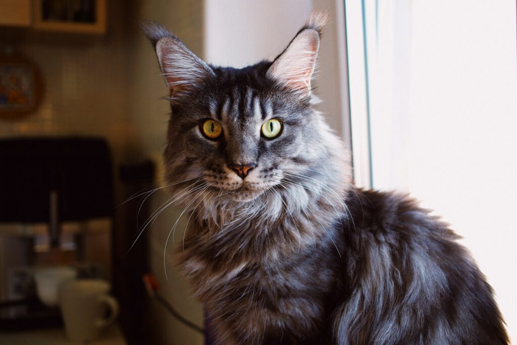 3. The Maine Coon: The Gentle Giant Who Follows You Everywhere