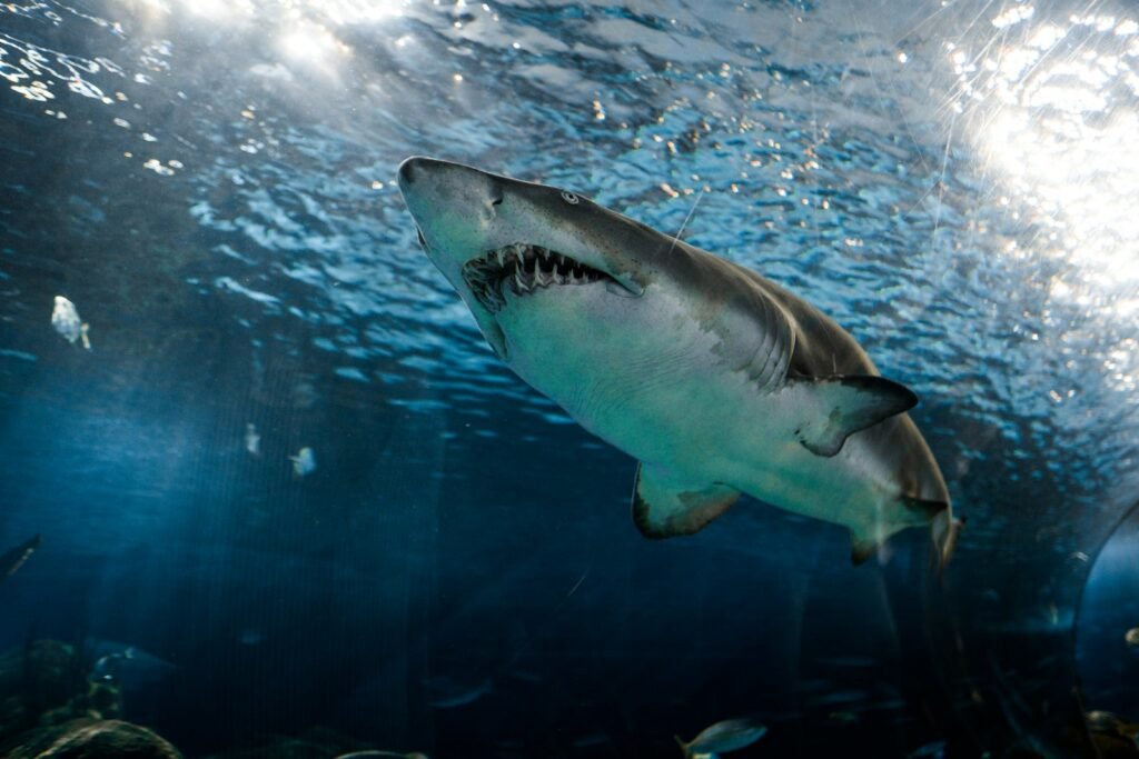 Great White Sharks Confront Energy Strain and Overheating in Warming Seas