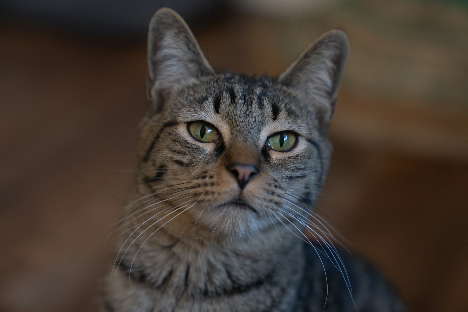 The Vomeronasal Organ: Your Cat's Hidden Sensor 