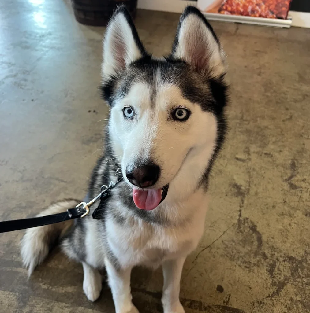 Husky's Wall-Climbing Escapade at Daycare Results in Lifetime Ban