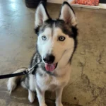 Husky's Wall-Climbing Escapade at Daycare Results in Lifetime Ban