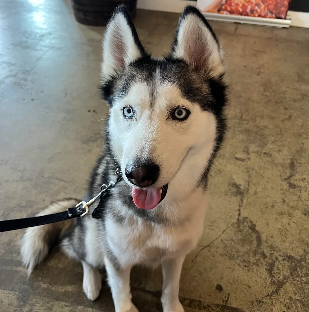 Husky's Wall-Climbing Escapade at Daycare Results in Lifetime Ban