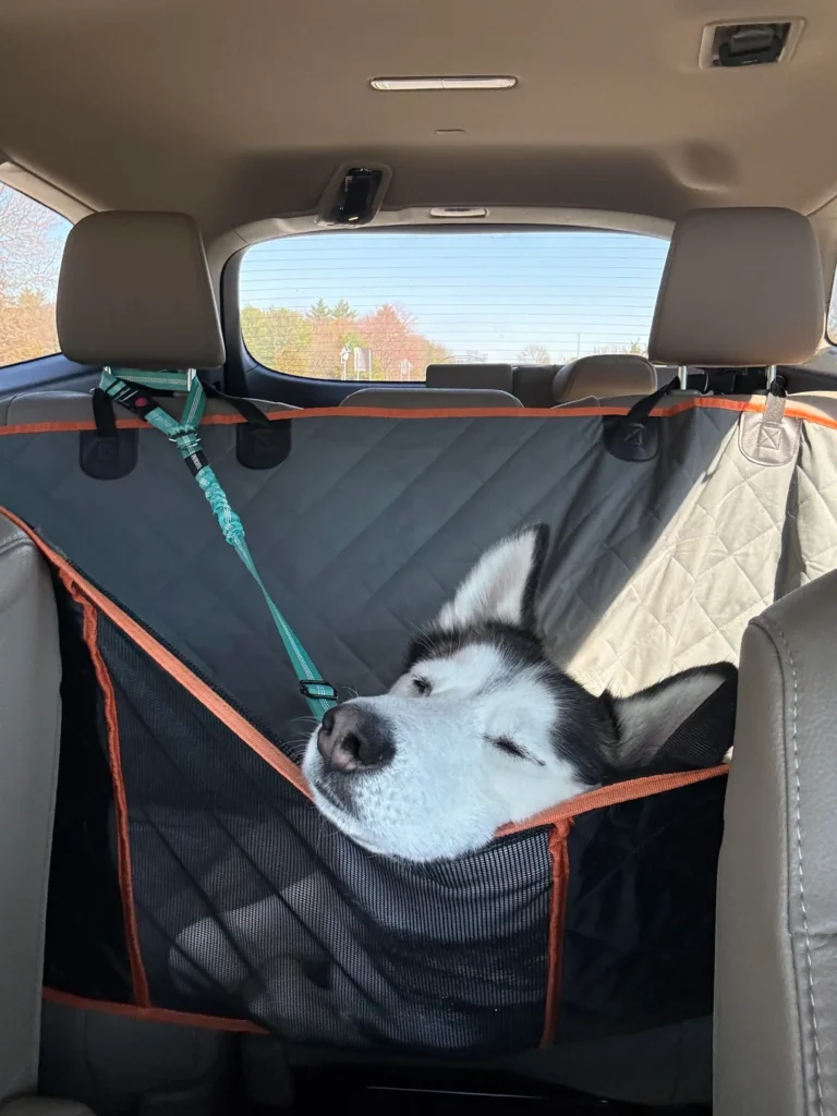 Husky's Wall-Climbing Escapade at Daycare Results in Lifetime Ban