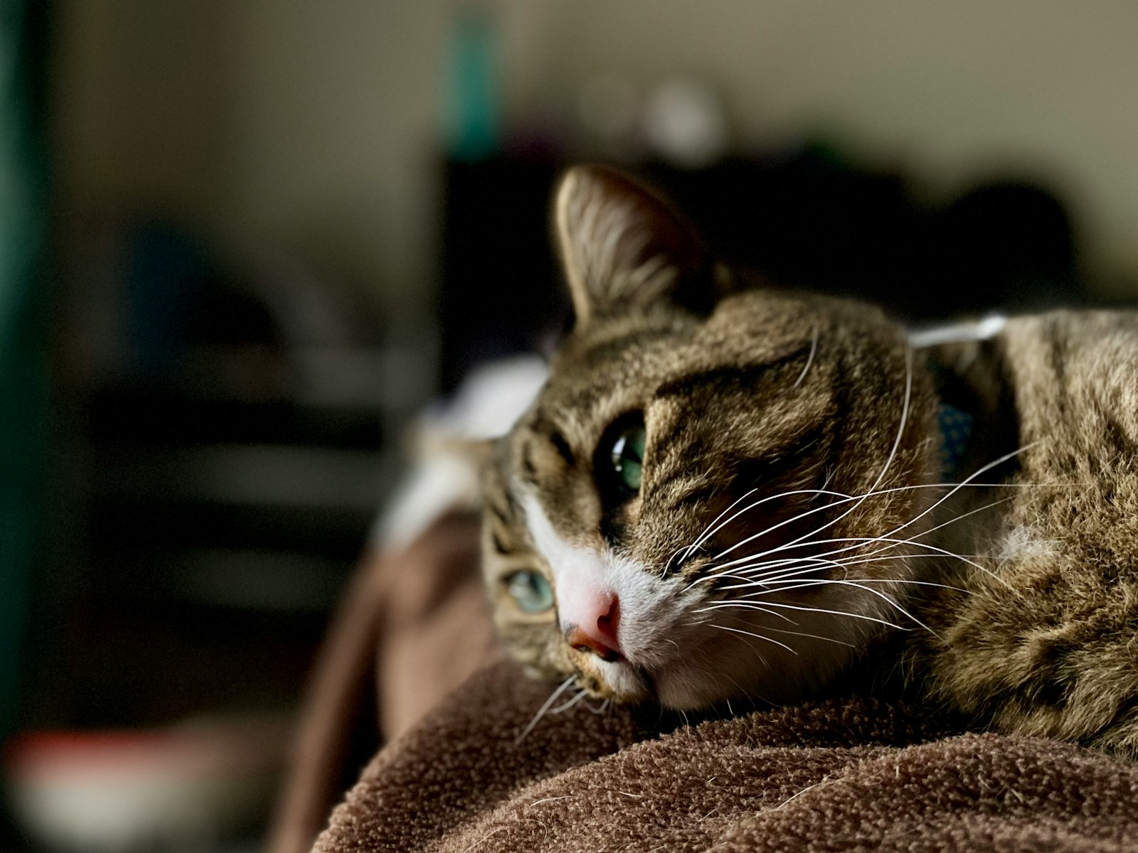 When Your Cat Purrs in Pain or Distress 