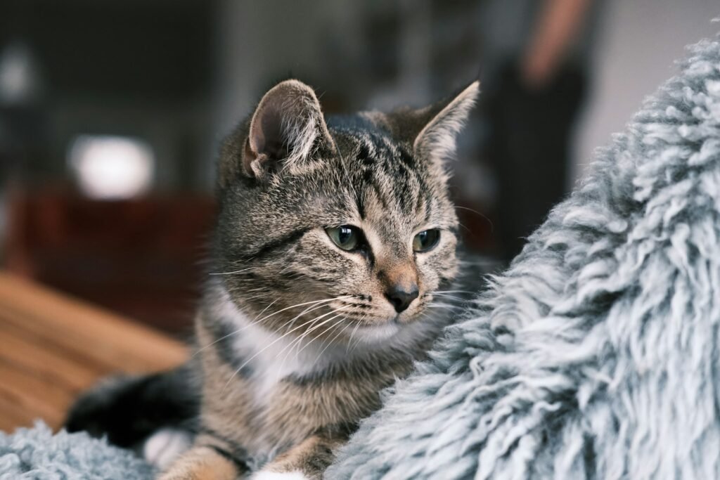 Your Cat Adapts Faster Than You Expect