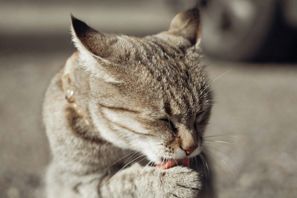 Displacement Grooming: When Your Cat Grooms to Cope