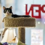 10 Creative Ways to Keep Your Indoor Cat Mentally Stimulated