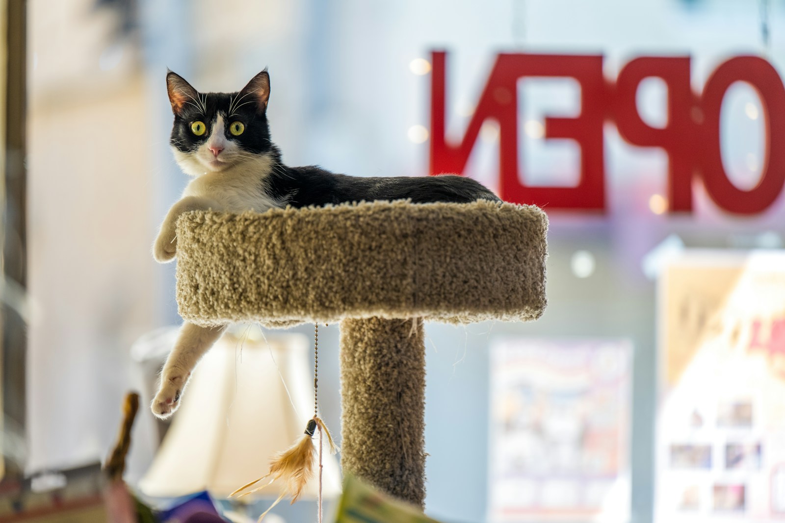 10 Creative Ways to Keep Your Indoor Cat Mentally Stimulated