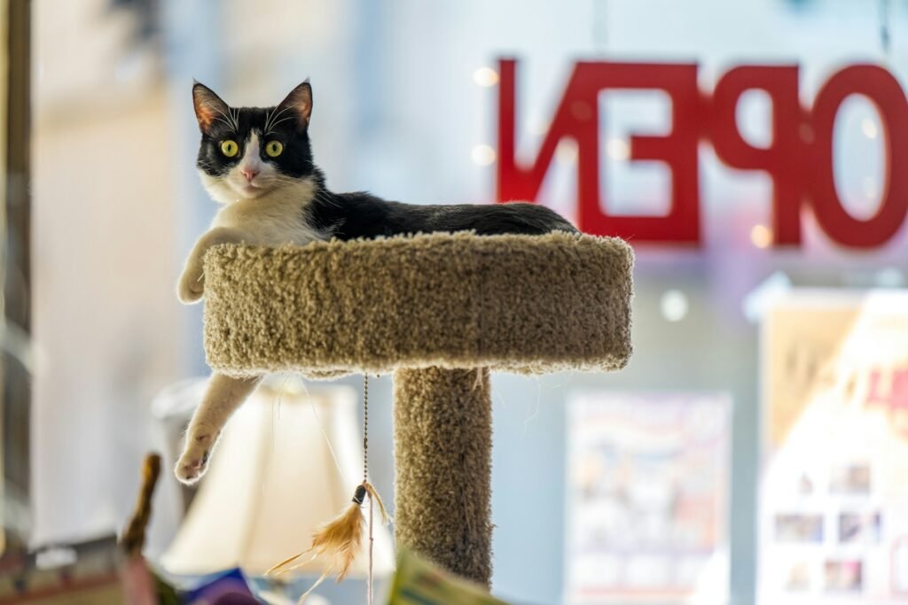 3. Cat Trees and Vertical Spaces: Go Up, Not Just Out
