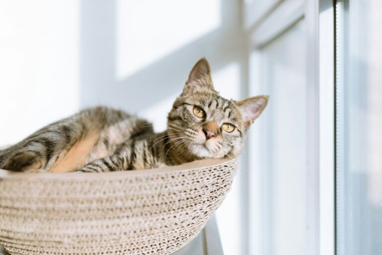 How Can You Tell If Your Cat Is Truly Content in Their Surroundings?