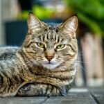 Your Cat's 'Ignoring' You Is Often a Sign of Deep Trust and Comfort