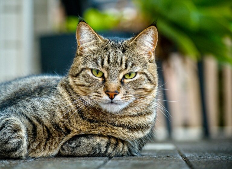 Your Cat's 'Ignoring' You Is Often a Sign of Deep Trust and Comfort