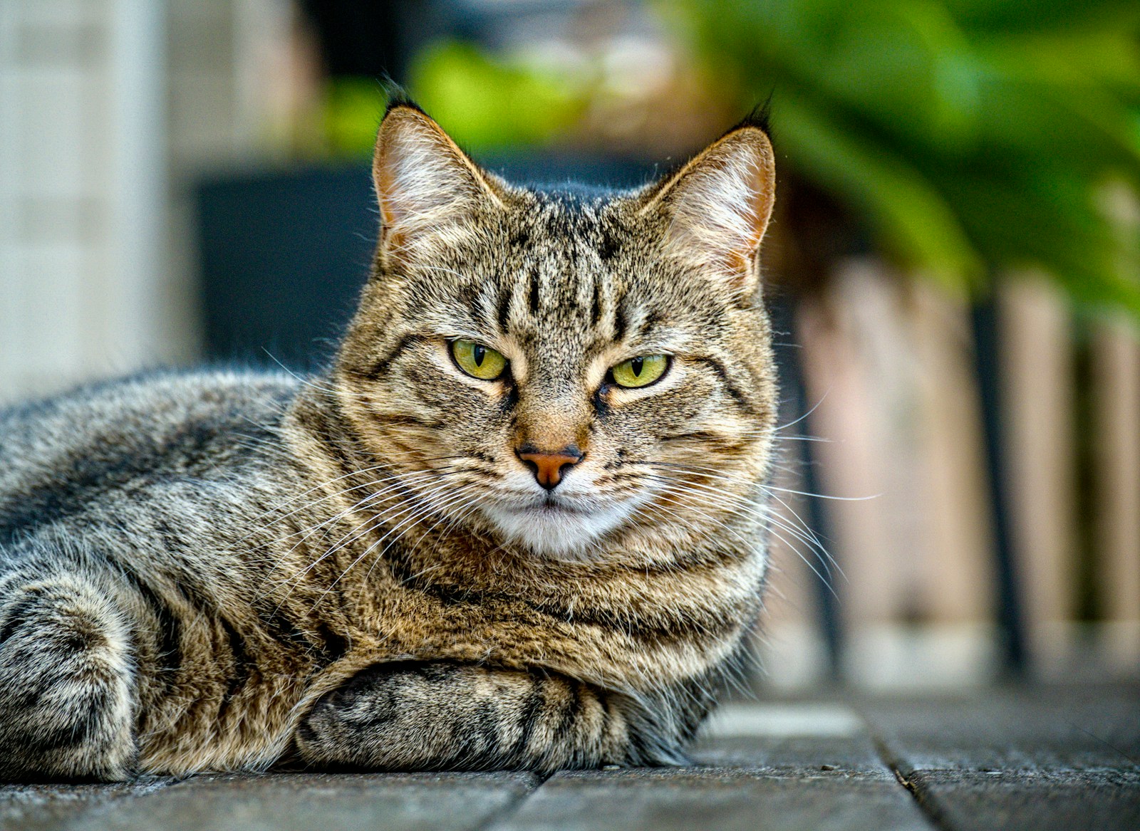 Your Cat's 'Ignoring' You Is Often a Sign of Deep Trust and Comfort
