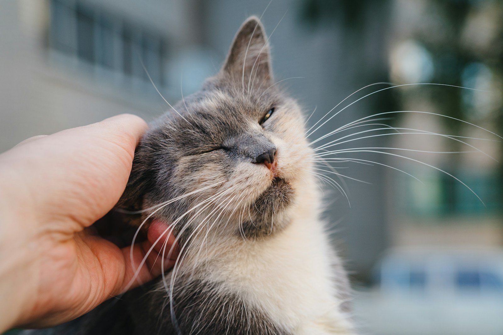 The Healing Power of a Cat's Purr