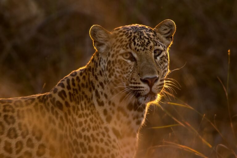 Stop Believing Wild Cat - These 6 Wild Cat Myths: The Truth Revealed!