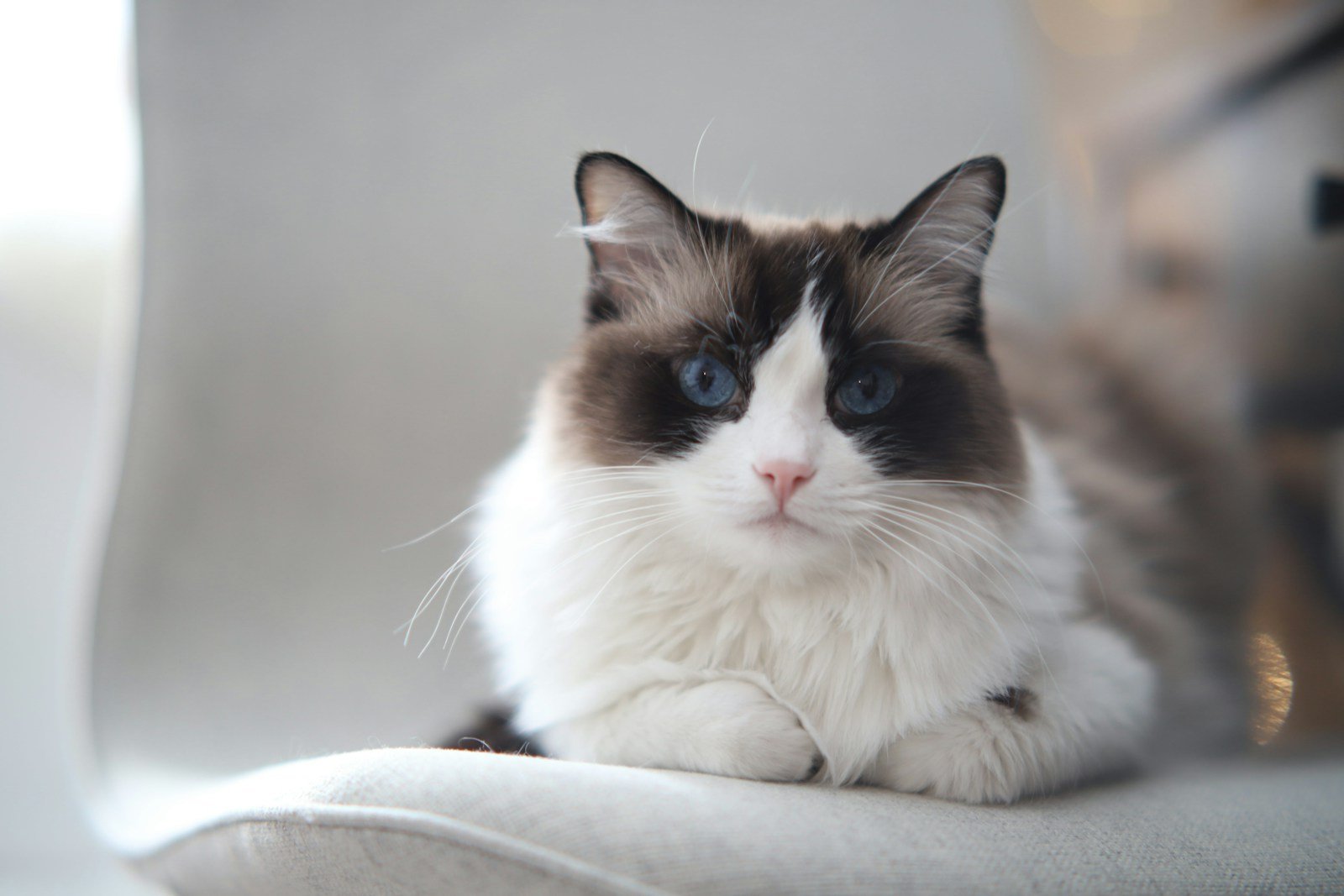 10. Ragdoll: The Quiet Cuddler Who Goes Limp With Love 