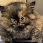 Miracle ‘Balloon Kitten’ Zoe Defies Odds After Rare Condition, Now Up for Adoption