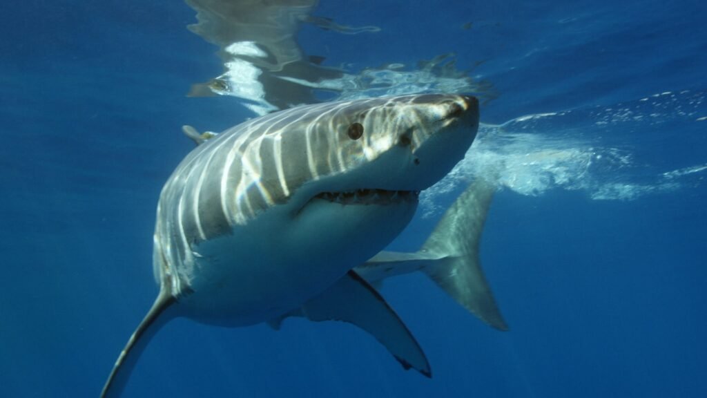 Great White Sharks Confront Energy Strain and Overheating in Warming Seas