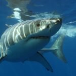 Great White Sharks Confront Energy Strain and Overheating in Warming Seas