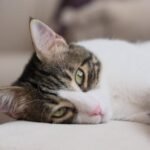 14 Silent Ways A Senior Cat Says "I'm Ready"