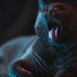 15 Signs Your Cat Is Holding On Just For You
