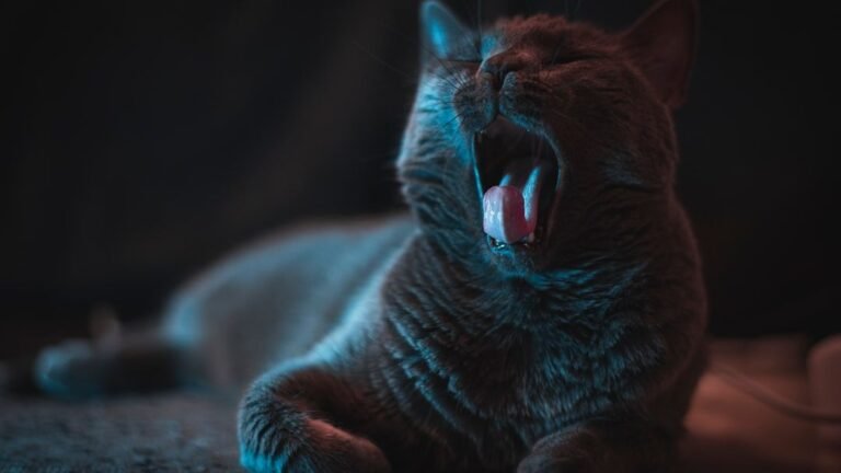 15 Signs Your Cat Is Holding On Just For You