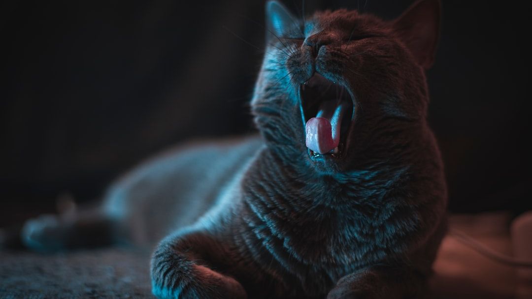 15 Signs Your Cat Is Holding On Just For You