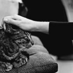 Why Cats Choose One Specific Person To Love Most - And How They Decide