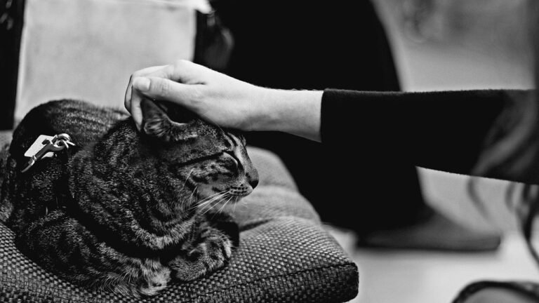 Why Cats Choose One Specific Person To Love Most - And How They Decide