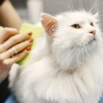 Crucial Cat Tips & Strategies from Head to Tail